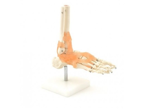 Anatomisches Fußmodell