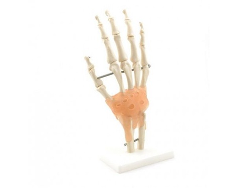 Hand-Skelett mit Bändern