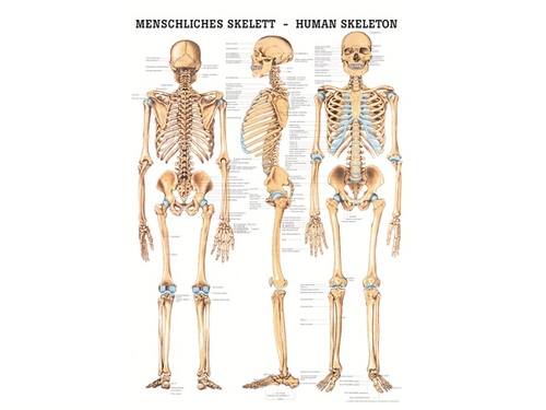 Poster 50 x 70 cm der menschlichen Anatomie